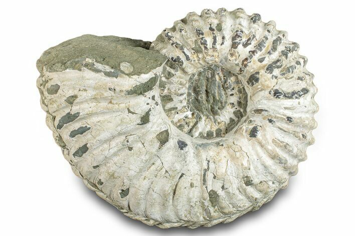 Ammonite (Douvilleiceras) Fossil - Madagascar #277176
